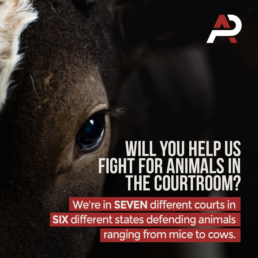 Combating Animal Exploitation Through Legal Advocacy